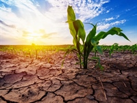 Wapen je teelten tegen droogte en noodweer