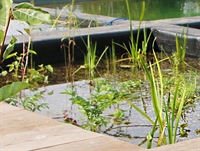 Studiedag Groenvoorziening 'Waterbeheer in natuurlijke groenzones'