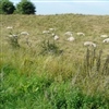 Het talud kan je laten begrazen door schapen.