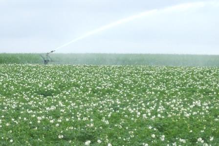 Bedrijfsbezoek Bert Van Ginhoven en proefveldbezoek variabele irrigatie in aardappel