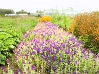 Proefveldbezoek Biobloemen - Destelbergen