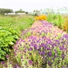 Proefveldbezoek Biobloemen - Destelbergen