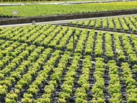 Proefveldbezoek sierteelt op containerveld - site Destelbergen