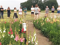 Van irrigatie tot groenbemesters: hoogtepunten van het Proefveldbezoek (bio)bloemen