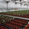 Validatieproef met de Riga darmen bij Spathiphyllum