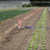 Validatieproef met de Riga darmen bij sla en courgette