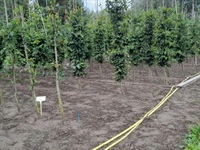 Eindresultaten van 4-jarig project rond optimalisatie van irrigatie in de vollegrondssierteelt