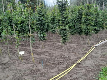 Eindresultaten van 4-jarig project rond optimalisatie van irrigatie in de vollegrondssierteelt