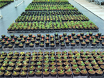 Wetting agents in containerteelten: resultaten van praktijkonderzoek