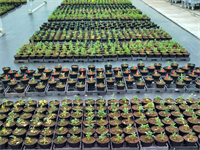 Wetting agents in containerteelten: resultaten van praktijkonderzoek