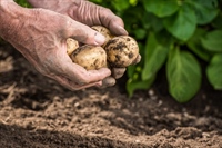 Geen aardappelen zonder water