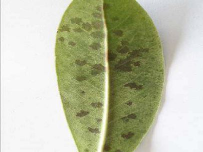 Foto 1:Phytophthora citricola