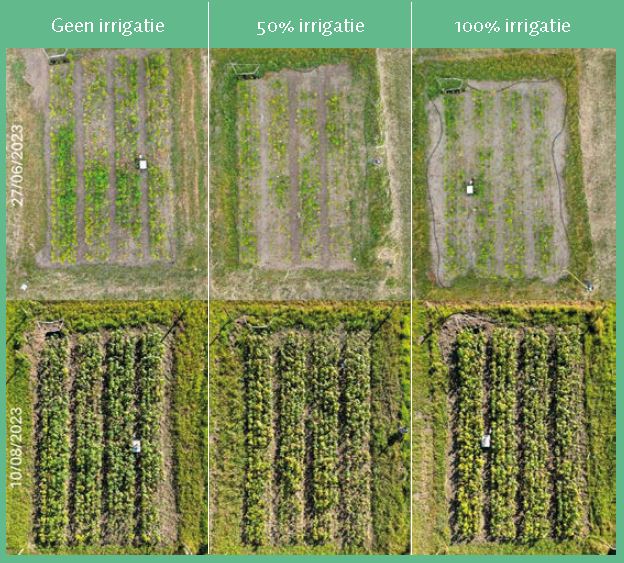 Figuur 3. Effect van irrigatie op de groeiachterstand van Acer in de geïrrigeerde blokken, 2 weken na de start van de behandelingen op 27 juni en op 10 augustus 2023.