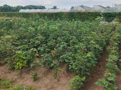 Aanplant Acer pseudoplatanus voor proef met biostimulanten en wetting agents in 2025.