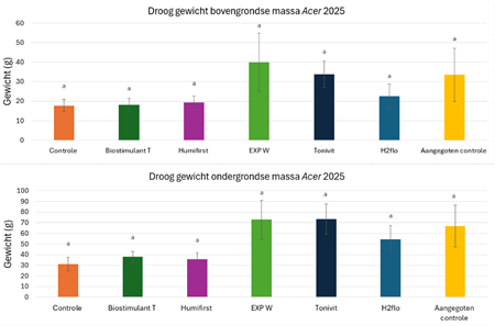 Figuur 2: Drooggewicht bovengrondse en ondergrondse massa per behandeling in een proef met Acer (2025).